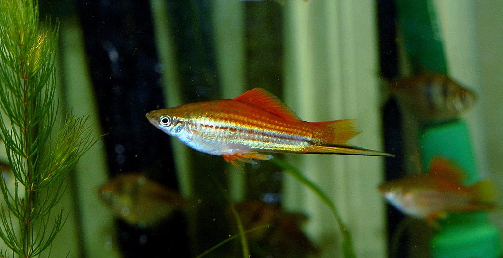 Swordtail Fish (Xiphophorus hellerii): Complete Care Guides, Tank Mates, FAQs