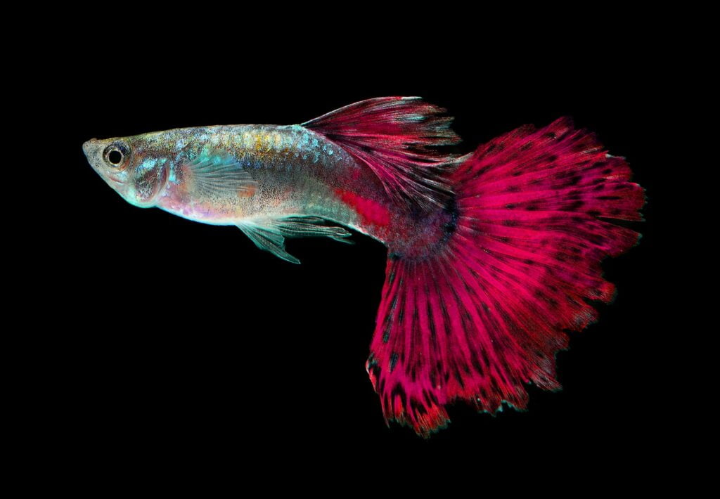 Beautiful Guppy Isolated on Black Background