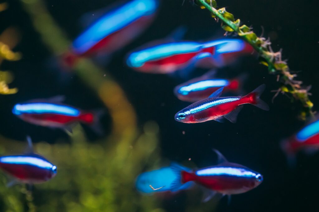 Neon Tetras (Paracheirodon innesi): Complete Care Guides, Tank Mates, and FAQs