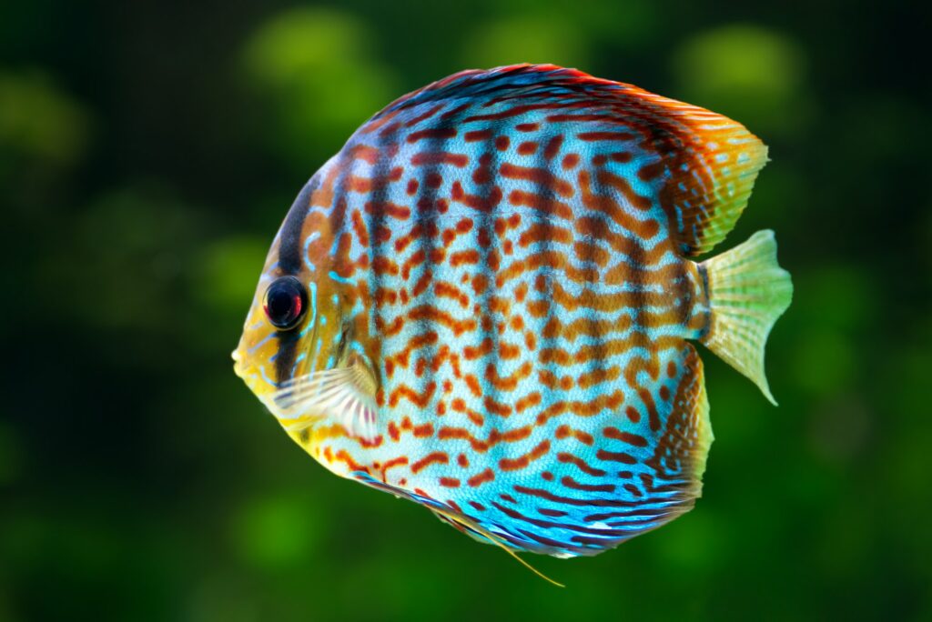 Discus (Symphysodon): Your Comprehensive Guide to Care, Tank Mates, and FAQs
