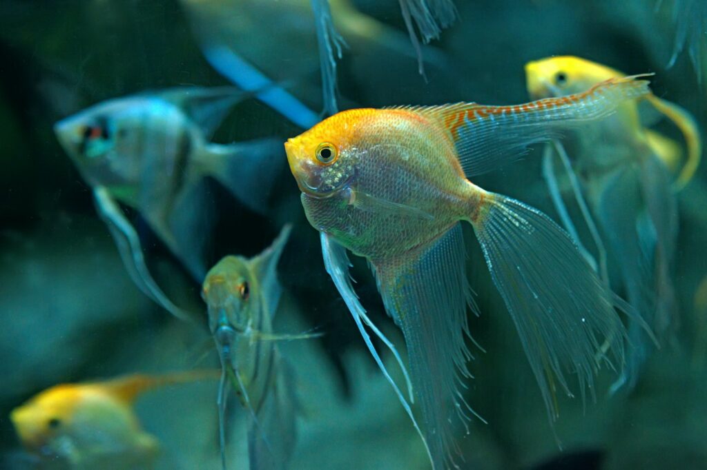 Angelfish (Pterophyllum): Complete Care Guides, Tank Mates, FAQs
