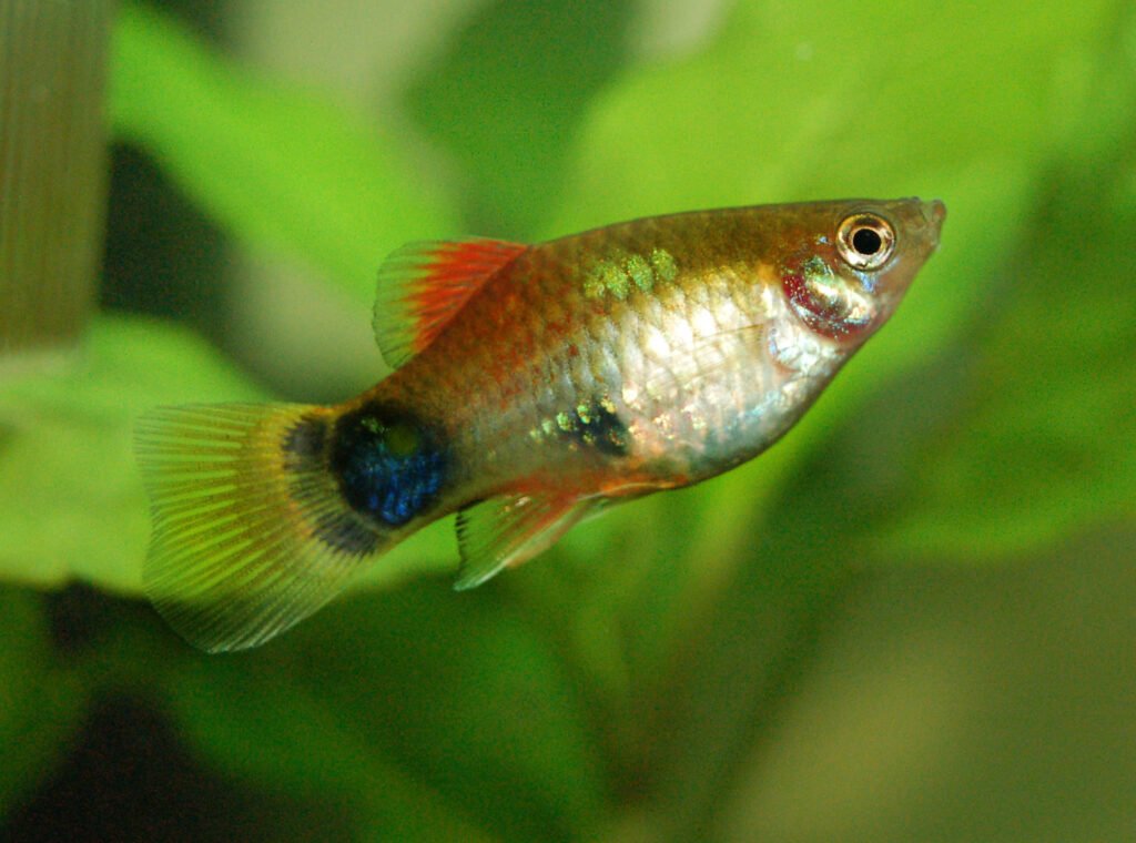 Platy Fish (Xiphophorus): Complete Info, Care Guides, FAQs