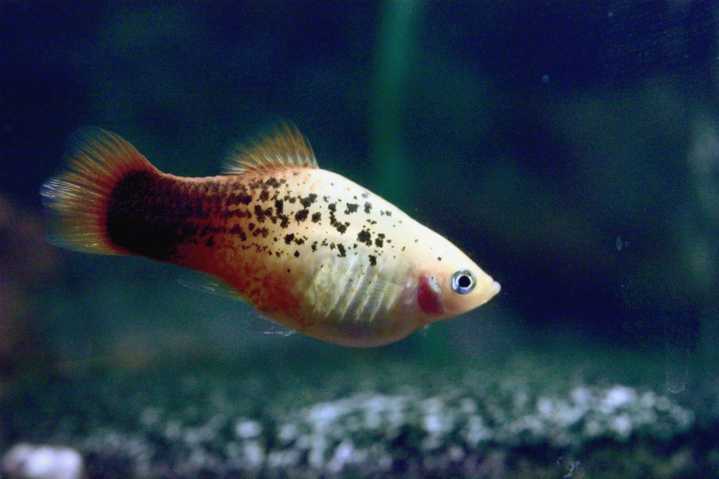 Platy Fish (Xiphophorus): Complete Info, Care Guides, FAQs