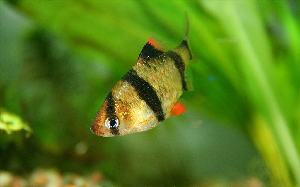 Tiger Barbs (Capoeta tetrazona): Your Complete Guide to Care, Tank Mates, and FAQs