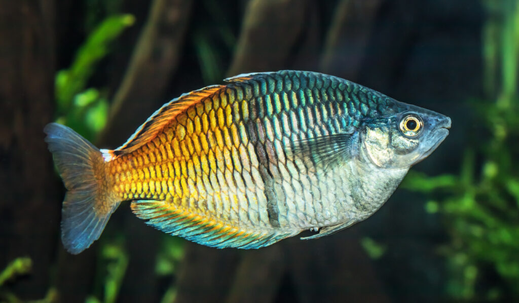 Rainbowfish (Melanotaeniidae): Comprehensive Care Guides, Ideal Tank Mates, and FAQs