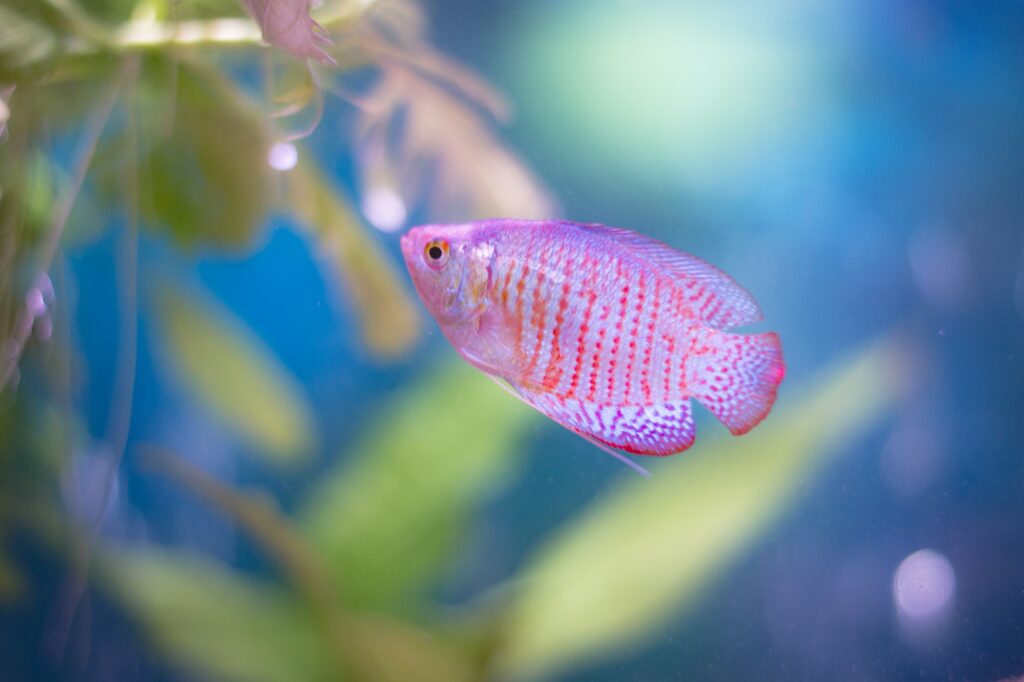 Dwarf Gourami (Trichogaster lalius): Comprehensive Care Guides, Tank Mates, and FAQs