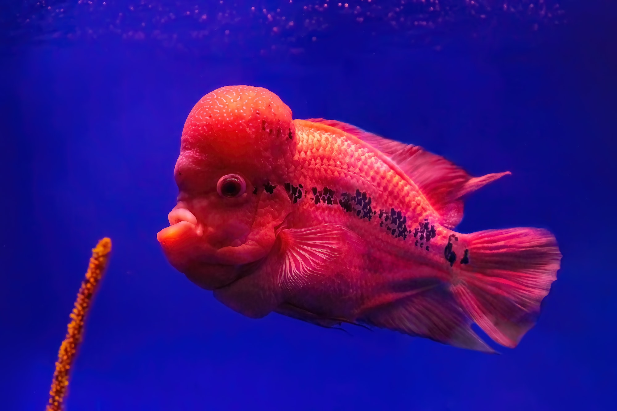 Flowerhorn Cichlids (Nuchal Hump)