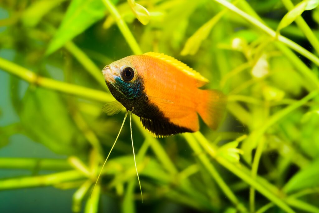 Dwarf Gourami (Trichogaster lalius): Comprehensive Care Guides, Tank Mates, and FAQs