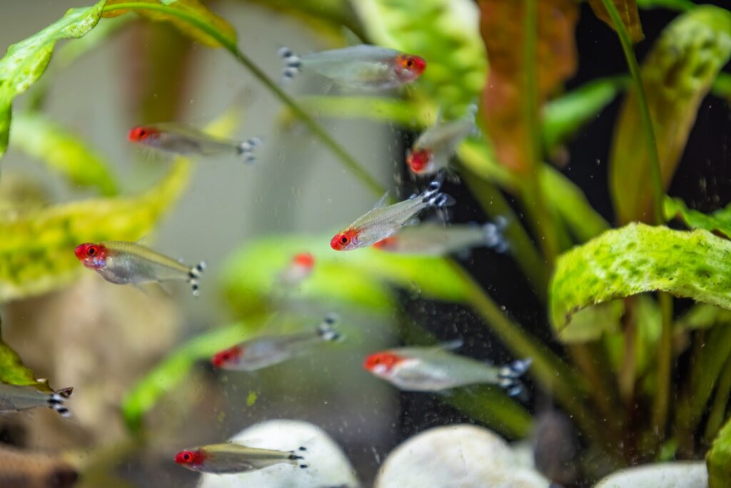 Rummy Nose Tetras (Hemigrammus rhodostomus): Comprehensive Care Guides, Ideal Tank Mates, and FAQs