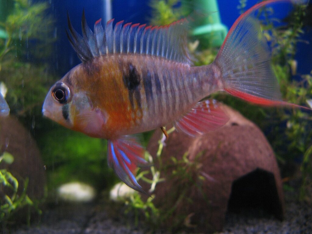 Bolivian Ram (Mikrogeophagus altispinosus): Complete Care Guides, Tank Mates, FAQs