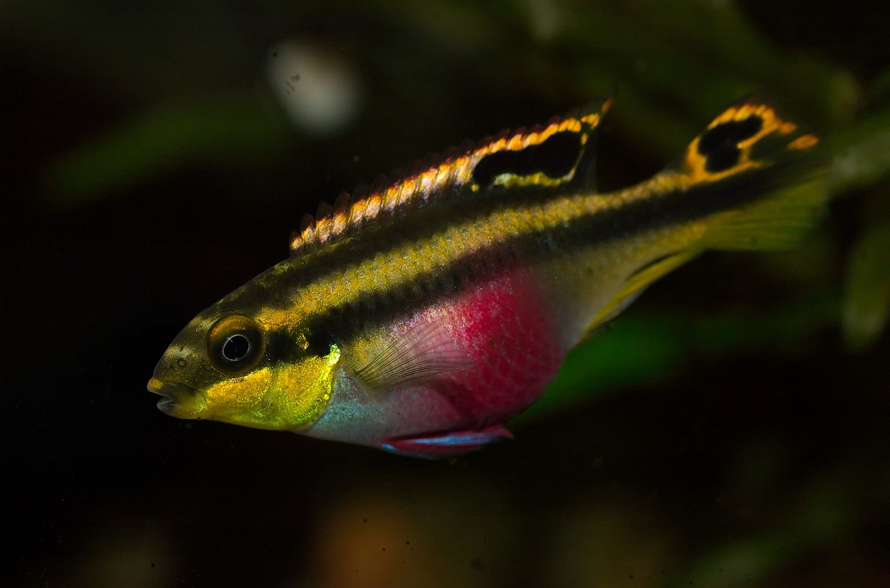 kribensis cichlid