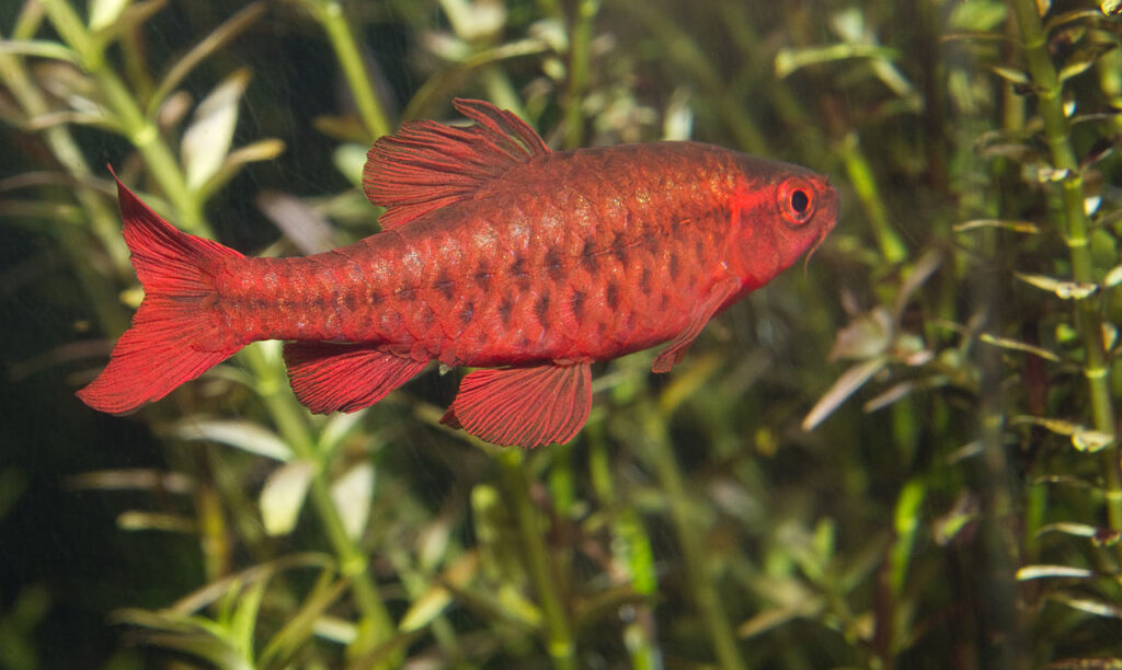Cherry Barb (Puntius titteya): Complete Care Guides, Tank Mates, FAQs