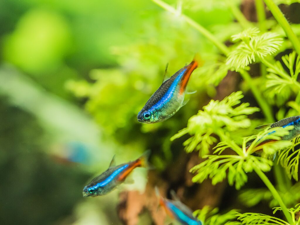 Closeup shot of neon tetra fish with a blurred background