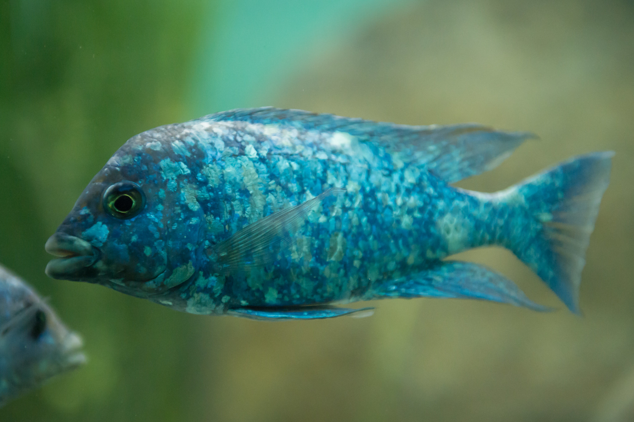 Star Sapphire Cichlid (Placidochromis phenochilus): Complete Care Guides, Tank Mates, FAQs