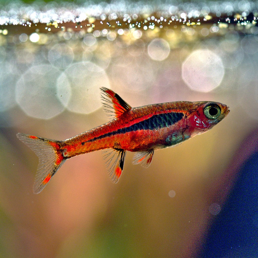 Chili Rasbora