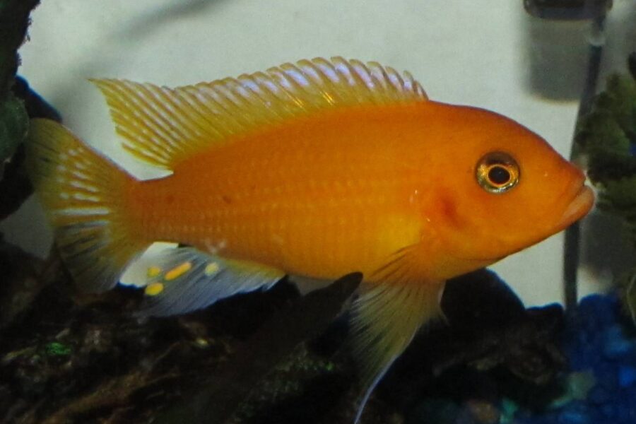 African Cichlids (Cichlidae) Complete Care Guides, Tank Mates, FAQs