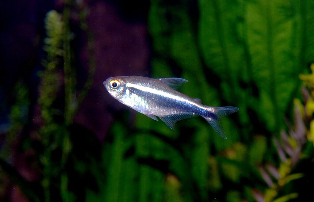 Black Neon Tetra (Hyphessobrycon herbertaxelrodi)