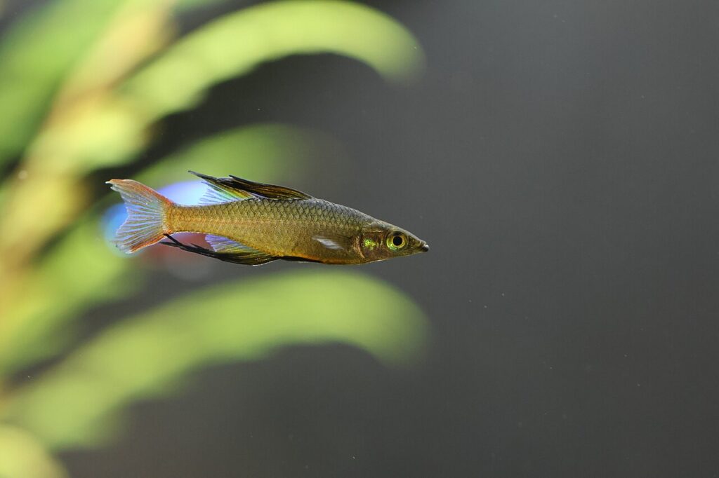 Threadfin Rainbowfish (Iriatherina werneri)