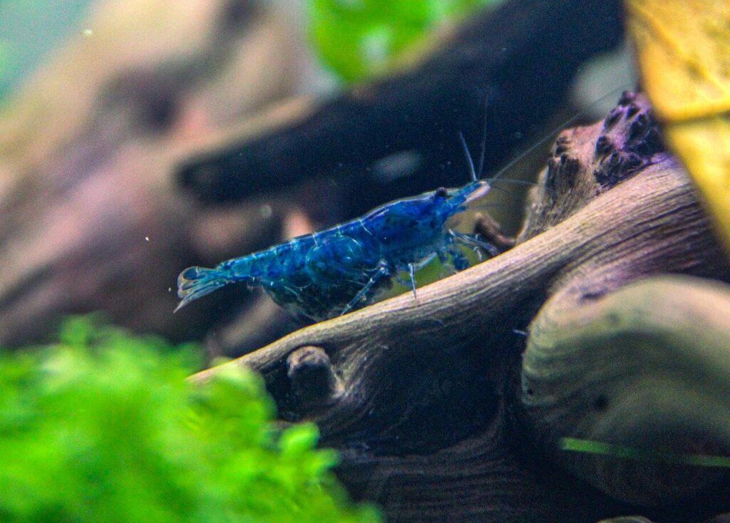 Cherry Shrimp (Neocaridina davidi)