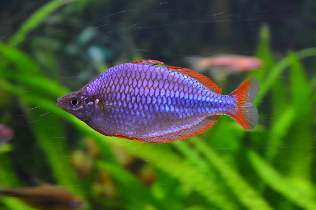 Dwarf Neon Rainbowfish (Melanotaenia praecox)