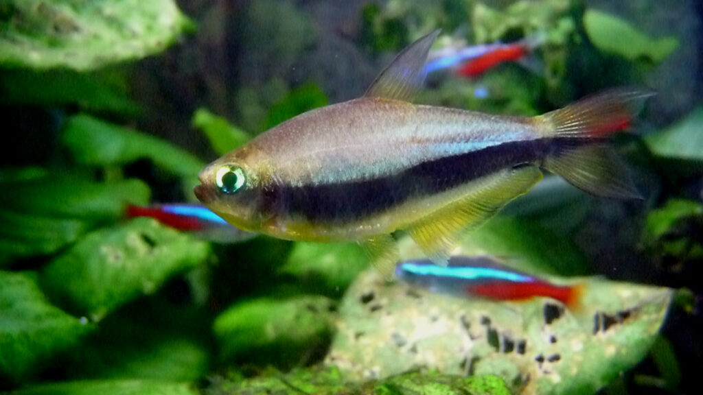 Emperor Tetra (Nematobrycon palmeri)