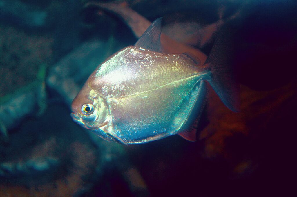 Silver Dollar Fish (Metynnis argenteus)