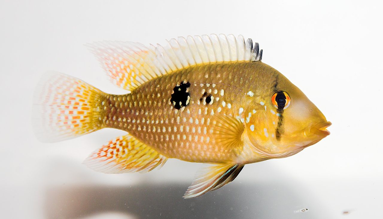 Pearl Cichlid (Geophagus brasiliensis)