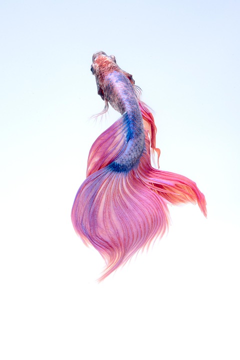 5 Surprising Facts About Betta Fish That Will Change the Way You Care for Them!