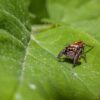Battling the Green Invaders: Innovative Strategies for Effective Plant Pest Control