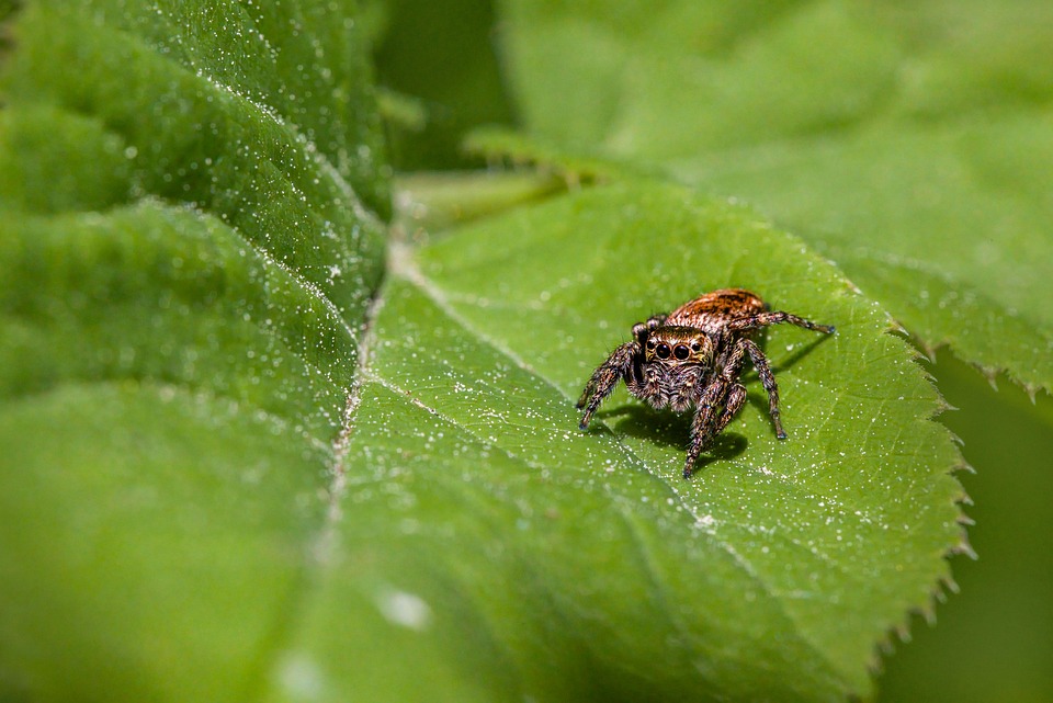 Battling the Green Invaders: Innovative Strategies for Effective Plant Pest Control
