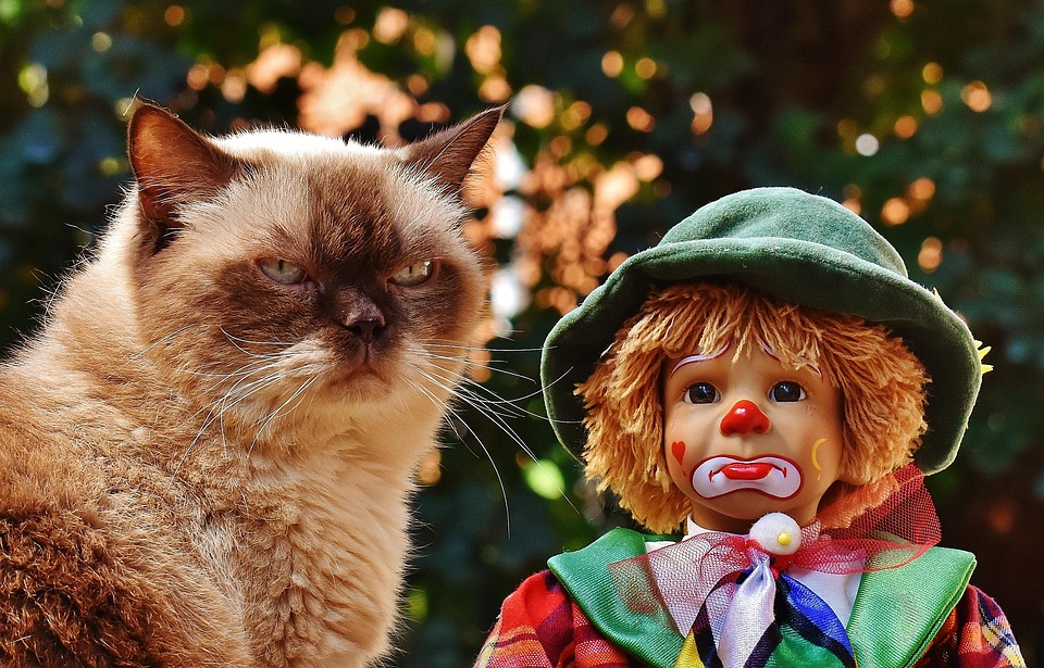 Behind the Colorful Face: The Intriguing World of Clown Barb
