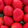 Beyond Salad: 10 Exciting Herbivore Veggie Options That Will Transform Your Meatless Meals