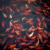 Beyond the Bowl: Fascinating Facts and Care Tips for Your Common Goldfish
