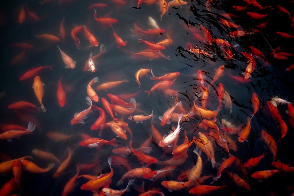 Beyond the Bowl: Fascinating Facts and Care Tips for Your Common Goldfish