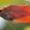 Bubbles of Love: The Fascinating World of Gourami Bubble Nests