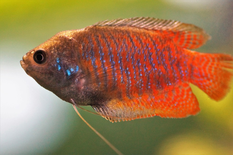Bubbles of Love: The Fascinating World of Gourami Bubble Nests