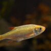 Chasing Stardust: The Allure of Comet Goldfish in Your Aquarium