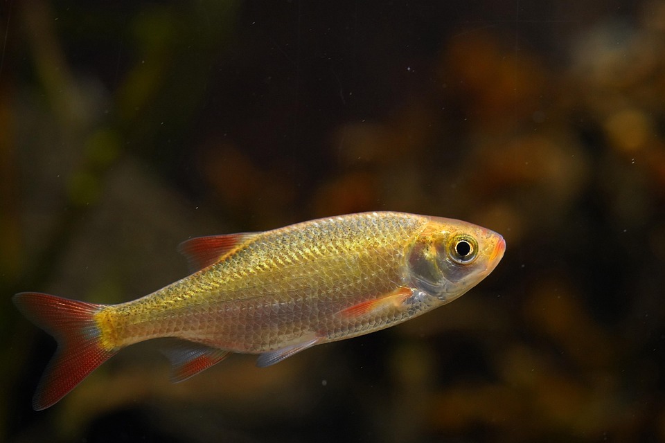 Chasing Stardust: The Allure of Comet Goldfish in Your Aquarium