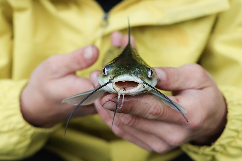 Choosing the Best Substrate for Your Catfish: A Guide to Creating the Perfect Aquatic Habitat!