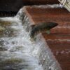 Create the Ultimate Spawning Mop: A Beginner's Guide to Fish Breeding Success!