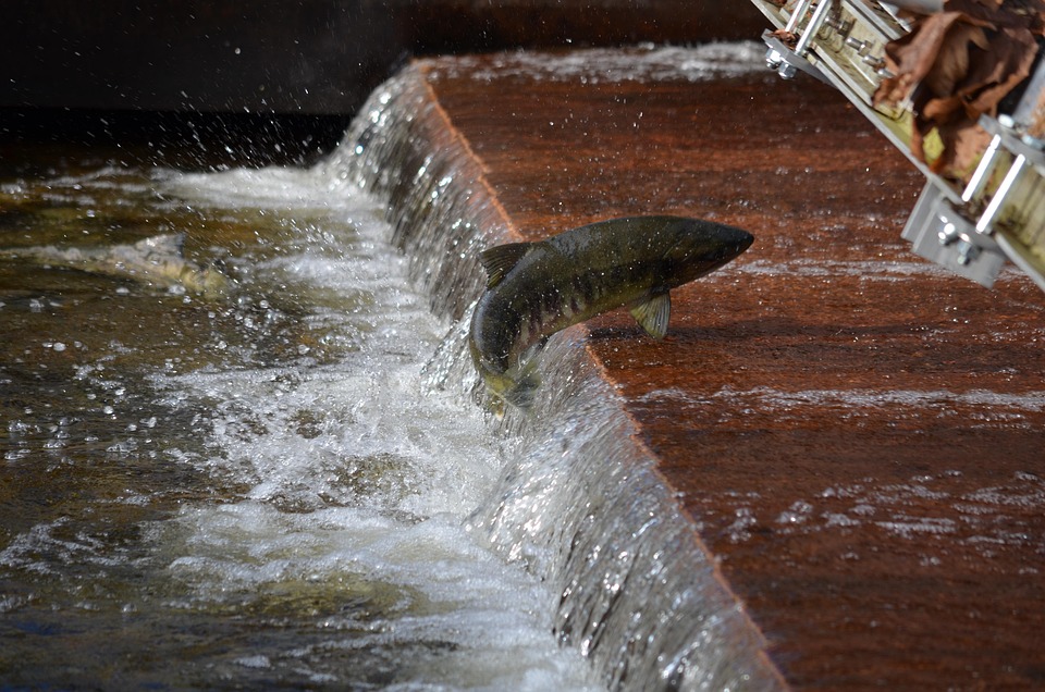 Create the Ultimate Spawning Mop: A Beginner’s Guide to Fish Breeding Success!