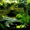 Creating Your Underwater Oasis: A Step-by-Step Guide to the Perfect Aquarium Setup