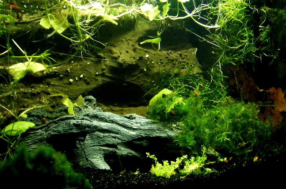 Creating Your Underwater Oasis: A Step-by-Step Guide to the Perfect Aquarium Setup