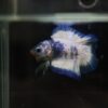 Creating a Serene Betta Oasis: Tips for Designing the Perfect Tank for Your Splendid Fish