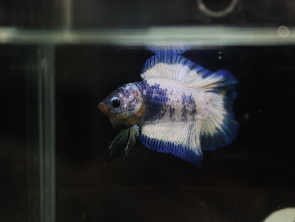 Creating a Serene Betta Oasis: Tips for Designing the Perfect Tank for Your Splendid Fish