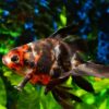 Creating the Perfect Breeding Tank: Tips for Success in Aquatic Reproduction