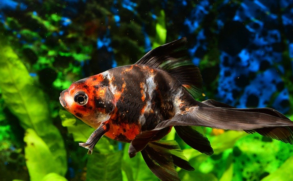Creating the Perfect Breeding Tank: Tips for Success in Aquatic Reproduction