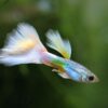 Creating the Perfect Habitat: Essential Tips for Happy and Healthy Guppies