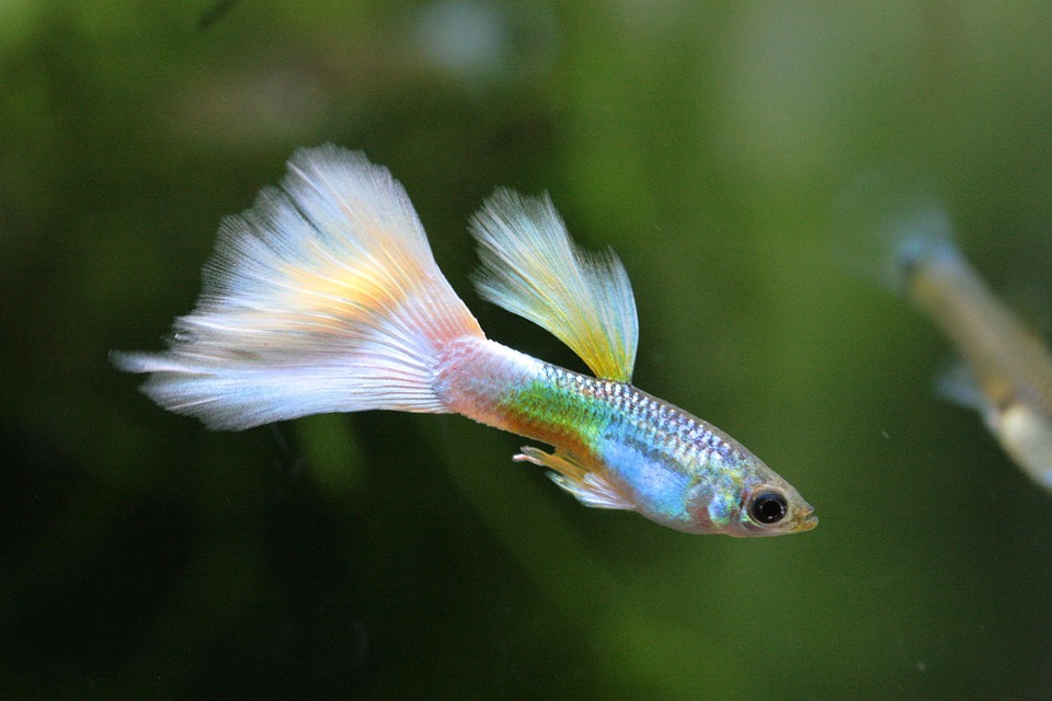 Creating the Perfect Habitat: Essential Tips for Happy and Healthy Guppies