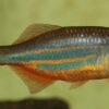 Danios Delight: The Colorful Charmers of Your Aquarium!